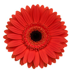 Vibrant Red Gerbera Daisy Flower Isolated on Transparent Background

