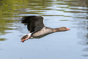 The flying greylag goose, Anser anser is a species of large goose