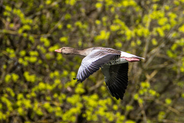 The flying greylag goose, Anser anser is a species of large goose