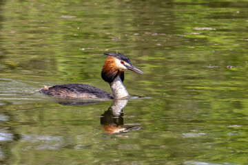 Great Crested Grebe, Podiceps cristatus with beautiful orange colors, a water bird with red eyes.
