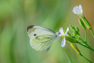 Green-veined White (Pieris napi) feeding on flower, Netherlands.
