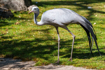The Blue Crane, Grus paradisea, is an endangered bird