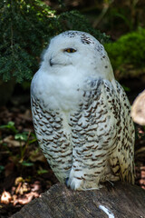 The Snowy Owl, Bubo scandiacus is a large, white owl of the owl family