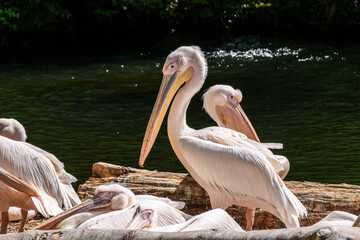 White Pelican, Pelecanus onocrotalus also known as the Eastern White Pelican