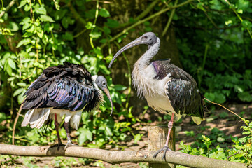 The Straw-necked Ibis, Threskiornis spinicollis is a bird of the ibis family