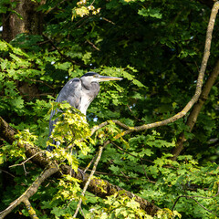 Grey heron, Ardea cinerea, sitting on a branch in a tree and looking around