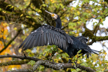 The great cormorant, Phalacrocorax carbo sitting on a branch