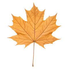 Fototapeta premium Isolated crisp brown poplar leaf curled and dry captured in detail