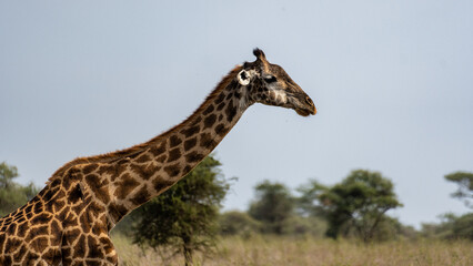 The Majestic Giraffe is Found in Its Natural Habitat, Gracefully Grazing in the Wilderness Tanzania...