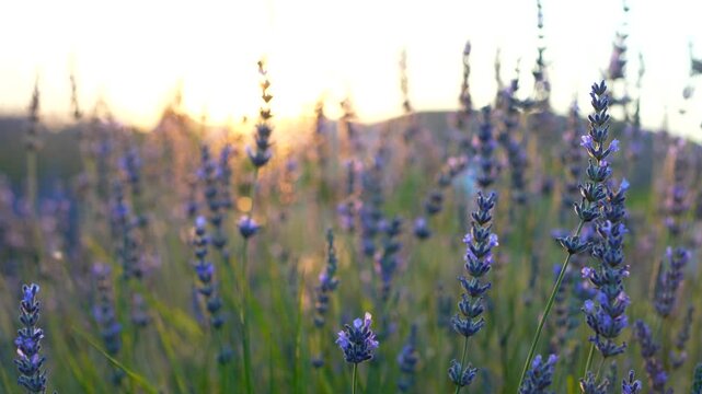 lavender field at sunset