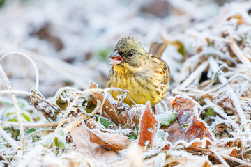 餌を探す可愛いアオジ（ホオジロ科）
英名学名：Grey tailed Tattler (Emberiza...