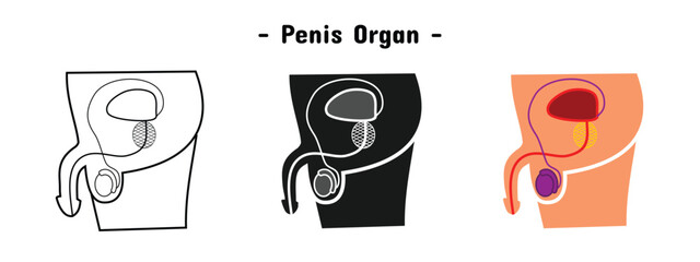 penis organ set design. human body anatomy. reproductive organs.