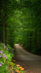 Fototapeta premium A path winds through a lush green forest in the summertime