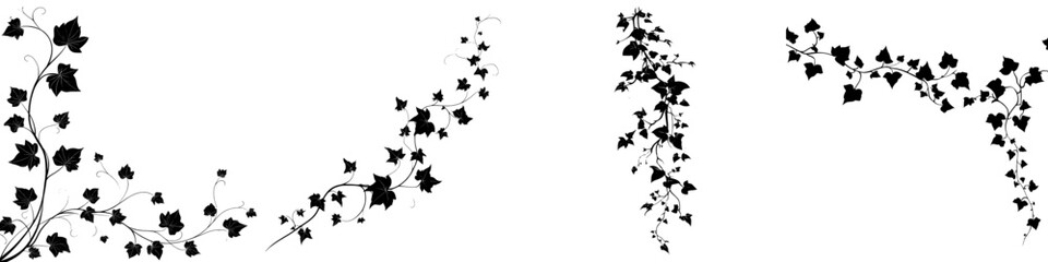 Naklejka premium This image depicts the silhouette of ivy, a climbing plant with leaves, presented in a modern clipart style