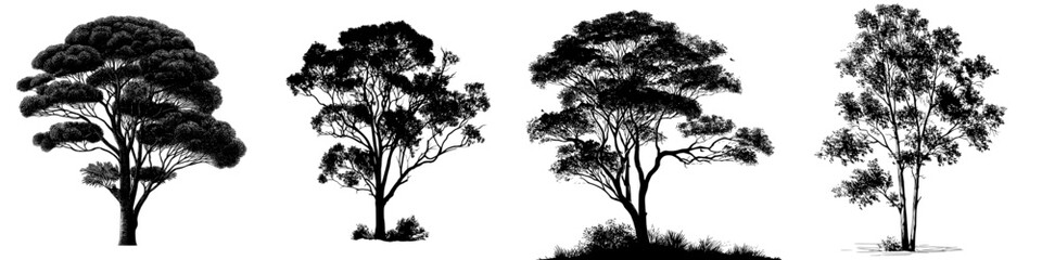 This image depicts a gum tree, also referred to as a eucalyptus tree, in the form of a black silhouette, showcasing its unique foliage and robust trunk, presented in a modern clipart style