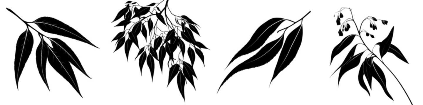 This image depicts a black silhouette of a gum leaf, also known as eucalyptus leaf, showcasing its detailed shape and texture in a modern clipart illustration design, resembling a gum leaf silhouette