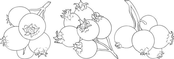 Set of illustrations featuring serviceberry, saskatoon clusters, flowers, and single berries. Perfect for nature and food designs.	