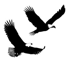 A clean white background serves as the perfect setting for the graceful flight of two silhouetted bald eagles