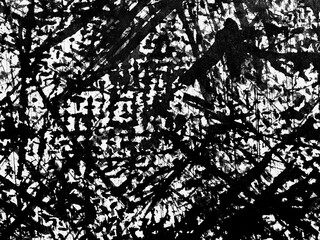Artistic abstract expression of nature's texture in monochrome featuring intricate lines and forms