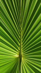 Obraz premium Vibrant Green Palm Leaf Texture with Radial Veins