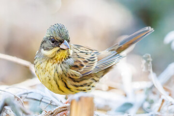 餌を探す可愛いアオジ（ホオジロ科）
英名学名：Grey tailed Tattler (Emberiza spodocephala)
埼玉県北本市、北本自然観察公園    2024
