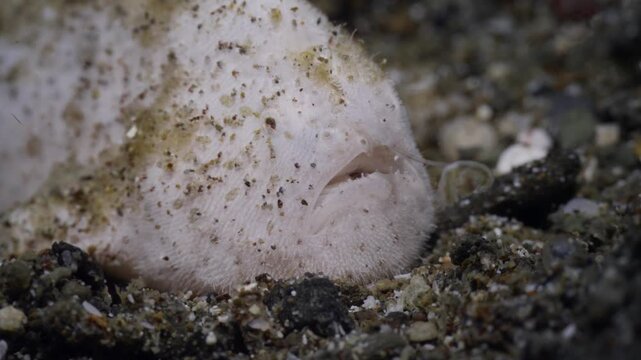 Closeup of a Juvenile hairy frogfish (Antennarius striatus) using it&rsquo;s lure to attract prey. Face on shot showing lure in action. 60fps