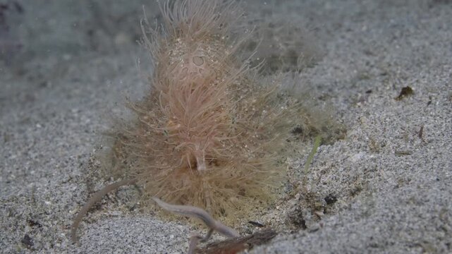 Closeup of a hairy frogfish (Antennarius striatus) using it&rsquo;s lure to attract prey. Face on shot showing lure in action. 60fps