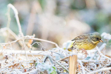 餌を探す可愛いアオジ（ホオジロ科）
英名学名：Grey tailed Tattler (Emberiza spodocephala)
埼玉県北本市、北本自然観察公園    2024
