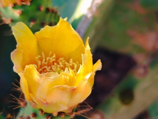 Beautiful yellow cactus flowers blooming prickly pear nature background poster high quality resolution hd 8k closeup wallpaper banner photography image photo