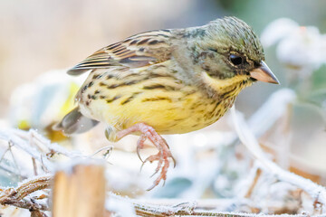 餌を探す可愛いアオジ（ホオジロ科）
英名学名：Grey tailed Tattler (Emberiza spodocephala)
埼玉県北本市、北本自然観察公園    2024
