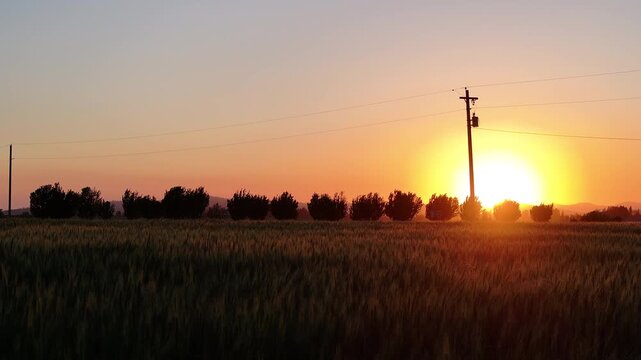 Sunset glows behind a row of trees, casting an amber hue across a wheat field. Power poles and utility lines stretch across the sky, connecting rural life to modern infrastructure.