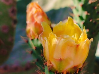 Beautiful yellow cactus flowers blooming prickly pear nature background poster high quality resolution hd 8k closeup wallpaper banner photography image photo