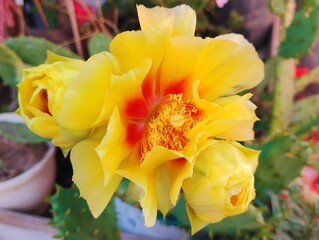 Beautiful yellow cactus flowers blooming prickly pear nature background poster high quality resolution hd 8k closeup wallpaper banner photography image photo