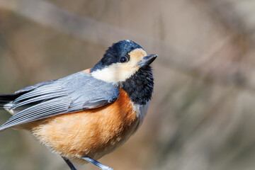 飛び出し飛翔する可愛いヤマガラ（シジュウカラ科）
英名学名：Varied Tit (Sittiparus varius)
埼玉県北本市、北本自然観察公園    2025
