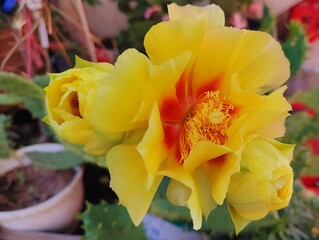 Beautiful yellow cactus flowers blooming prickly pear nature background poster high quality resolution hd 8k closeup wallpaper banner photography image photo