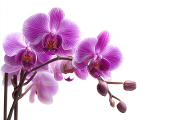 Obraz premium orchid isolated on white background