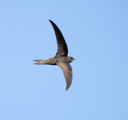Swift in flight