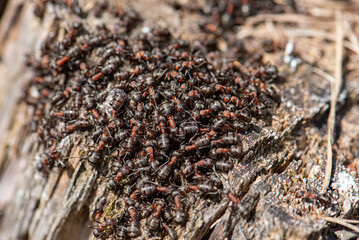 Many red ants on a wooden surface The photo was taken in close-up