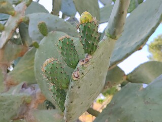 Beautiful yellow cactus flowers blooming prickly pear nature background poster high quality resolution hd 8k closeup wallpaper banner photography image photo