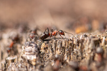 Red brown ant photographed close up macro An ant crawls down a rotten tree.