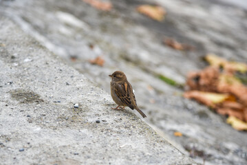 A small bird is sitting on a stone ledge
