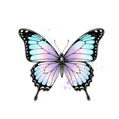 Obraz premium Beautiful butterfly with pastel blue and pink wings and black markings