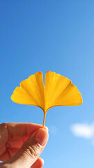 Golden Ginkgo Leaf Held Against Vibrant Blue Sky in Autumn Sunlight