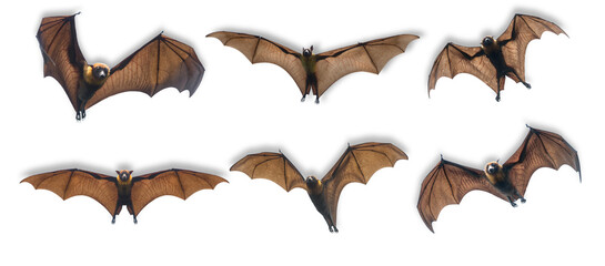 flying fox bat, isolated on transparent background, set of six.