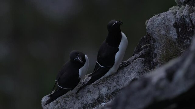 Bird mating courtship on the rock, Runde island, Norway. Razorbill, Alca torda, arctic black and white bird sitting on the rock, nature habitat, Iceland. Sea bird from Norway, on the rocky cliff. 