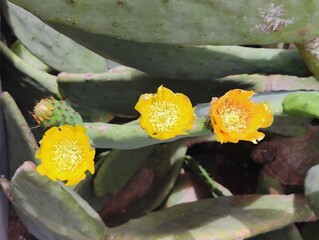 Beautiful yellow cactus flowers blooming prickly pear nature background poster high quality resolution hd 8k closeup wallpaper banner photography image photo