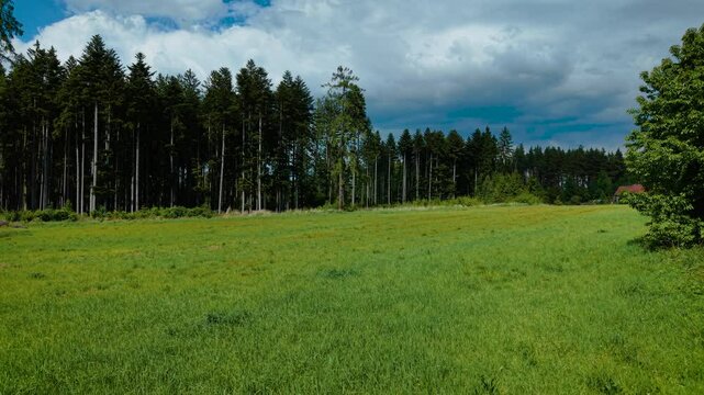 Tall pine trees standing at edge of sunny meadow. Evergreen forest bordering vibrant grassy field under cloudy sky. Conifer trunks rising beside open green landscape