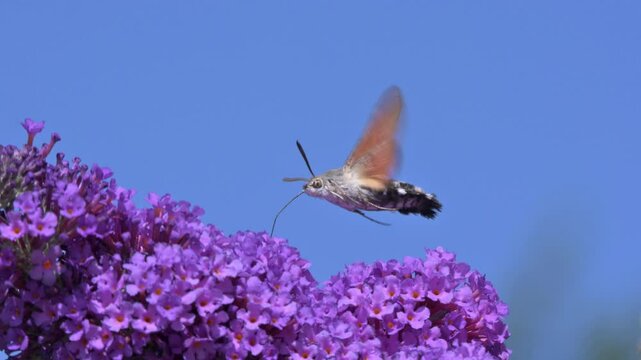 Hummingbird Hawk Moth (Macroglossum stellatarum) feeding on Buddleia or Butterfly Bush. July, Kent, UK [Slow motion x5]	