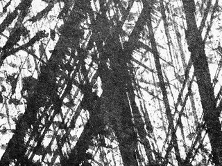 Abstract black and white texture resembling tangled tree branches captured in an artistic...