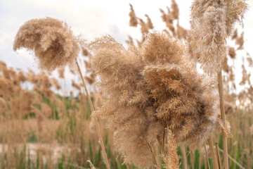 Dry plant reeds as beauty nature background, Abstract natural backdrop. Reed grass or pampas grass outdoors with daylight, life style nature scene, organic design poster. Soft selective focus